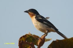 White-rumped Tanager