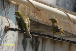 Palm Tanager