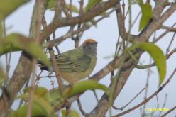 Burnished-buff Tanager