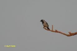 Black-faced Tanager