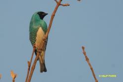Swallow Tanager