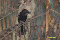 Flame-crested Tanager