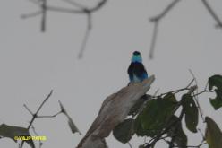 Masked Tanager