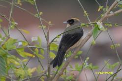 Black-goggled Tanager