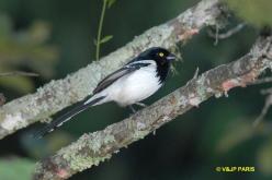 Magpie Tanager