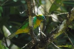 Brassy-breasted Tanager