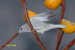 Sayaca Tanager