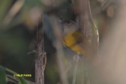 Gray-headed Tanager