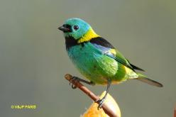 Turquoise Tanager