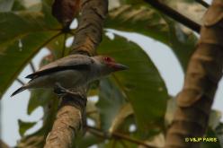 Masked Tityra