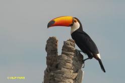 Toucan toco