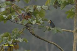 Toucan à ventre rouge
