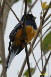 Trogon surucua
