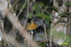 Gray-hooded Flycatcher