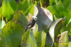 White-headed Marsh Tyrant