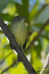 Mottle-cheeked Tyrannulet