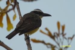 Boat-billed Flycatcher