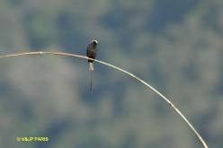 Long-tailed Tyrant