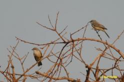 Chapada Flycatcher