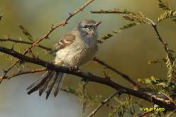 Plain Tyrannulet