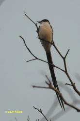 Fork-tailed Flycatcher