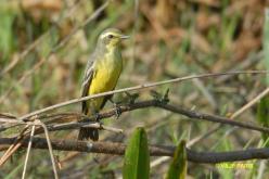 Yellow-browed Tyrant
