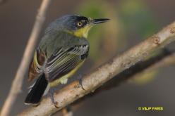 Common Tody-Flycatcher