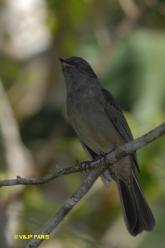 Grayish Mourner