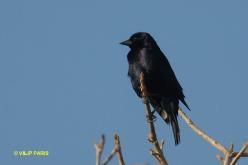 Shiny Cowbird