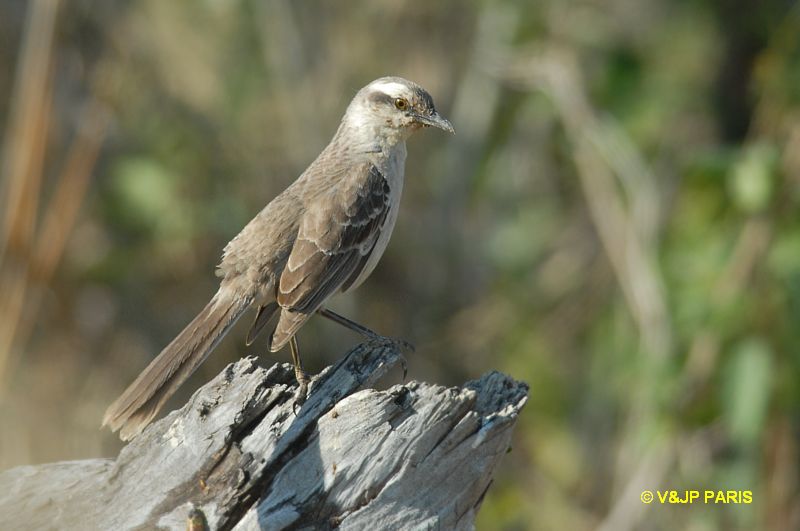 Mimus saturninus