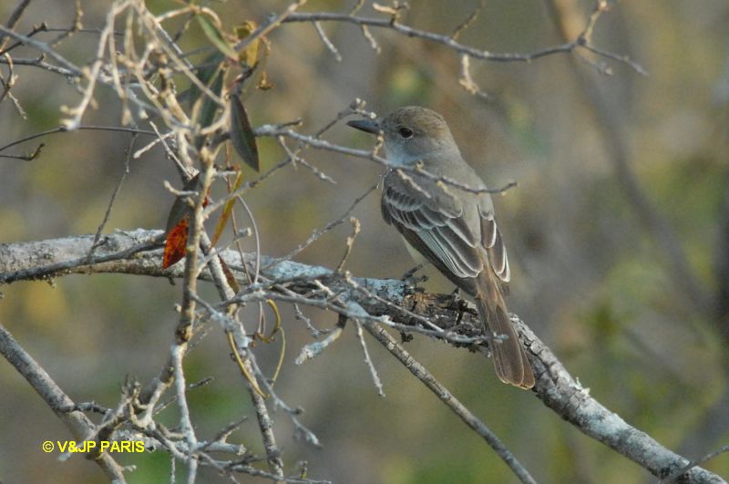 Myiarchus tyrannulus