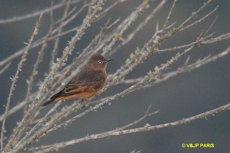 Hirundinea ferruginea