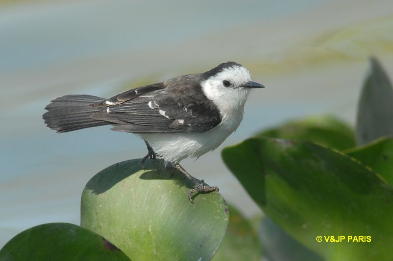 Fluvicola albiventer