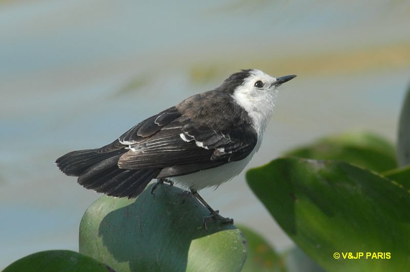Fluvicola albiventer
