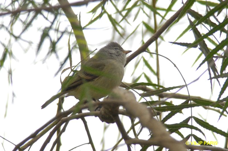 Camptostoma obsoletum