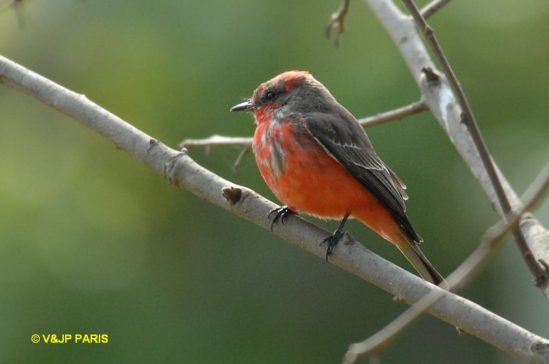 Pyrocephalus rubinus