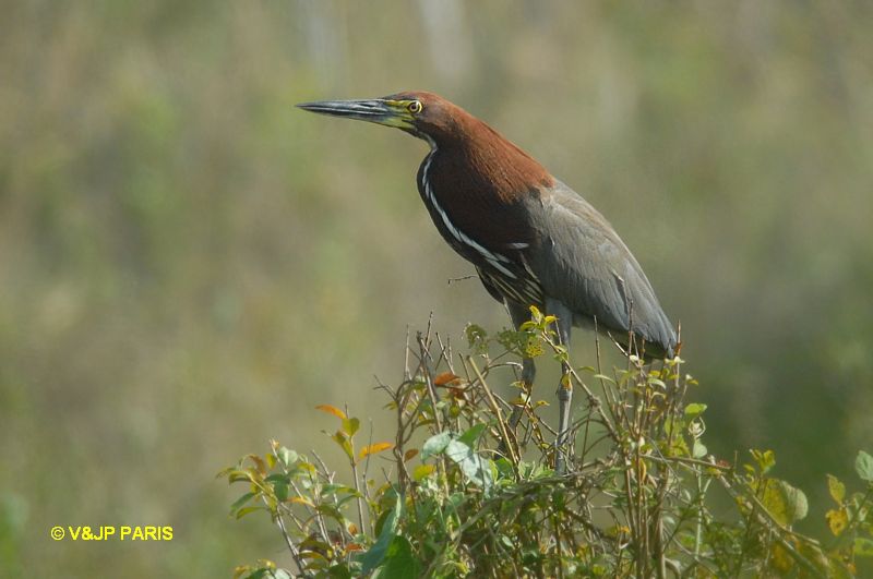 Tigrisoma lineatum