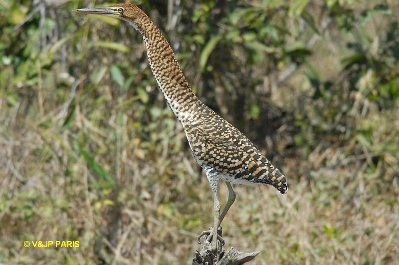 Tigrisoma lineatum