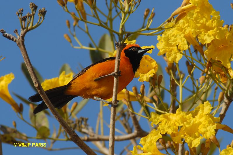 Icterus croconotus