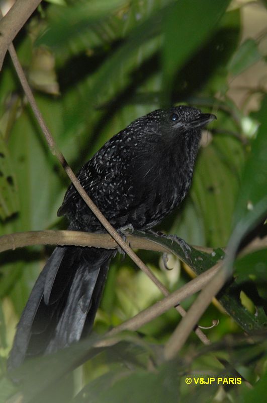 Mackenziaena leachii