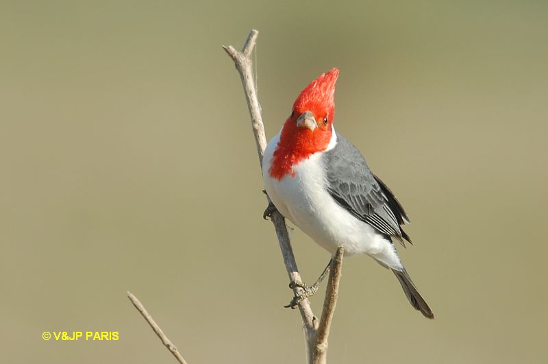Paroaria coronata