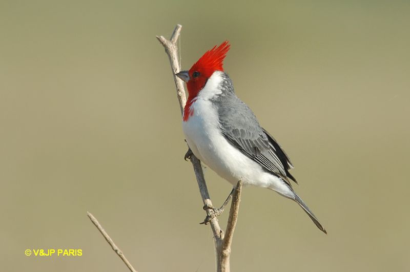 Paroaria coronata