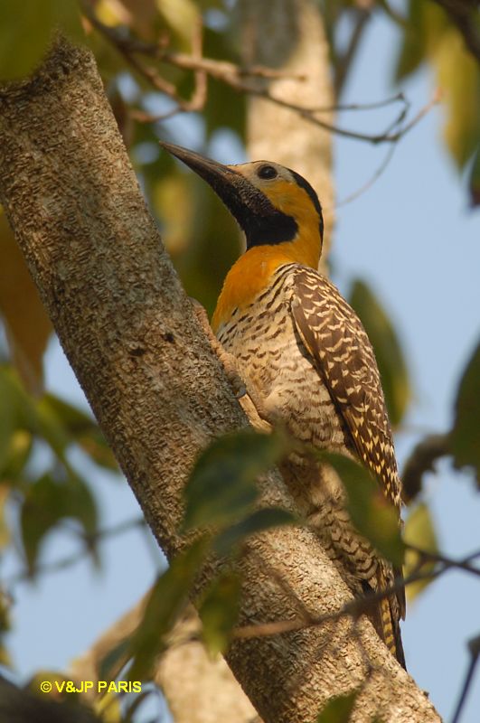 Colaptes campestris
