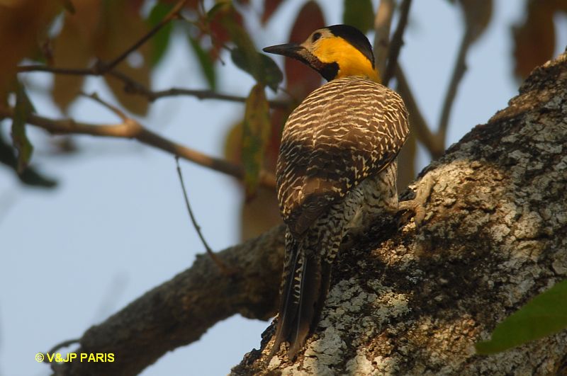Colaptes campestris