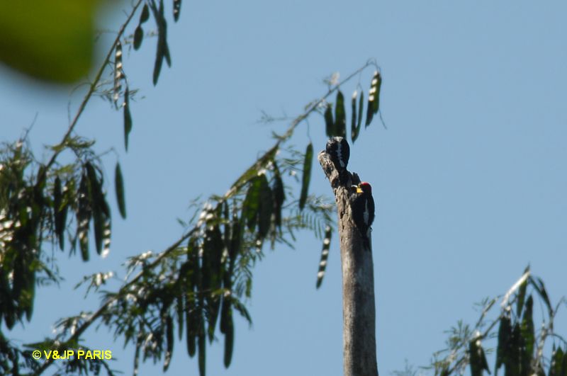 Melanerpes flavifrons