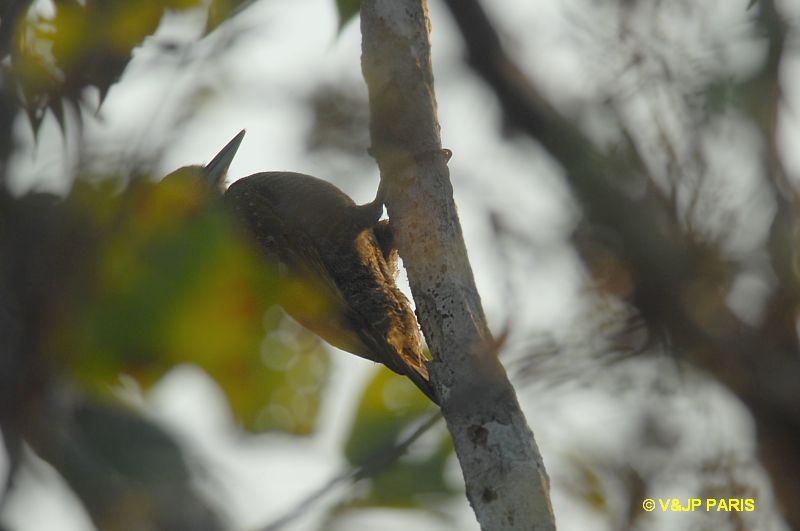 Veniliornis passerinus