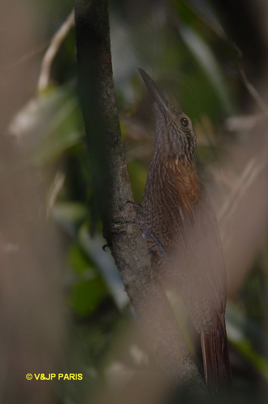 Dendrocolaptes platyrostris