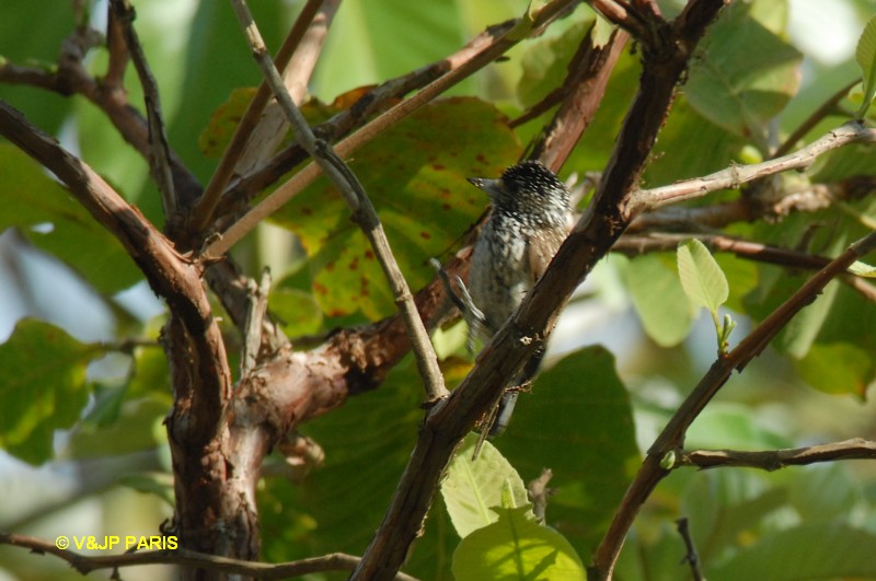 Picumnus albosquamatus