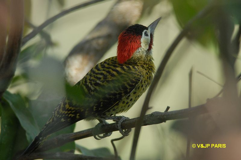Colaptes melanochloros