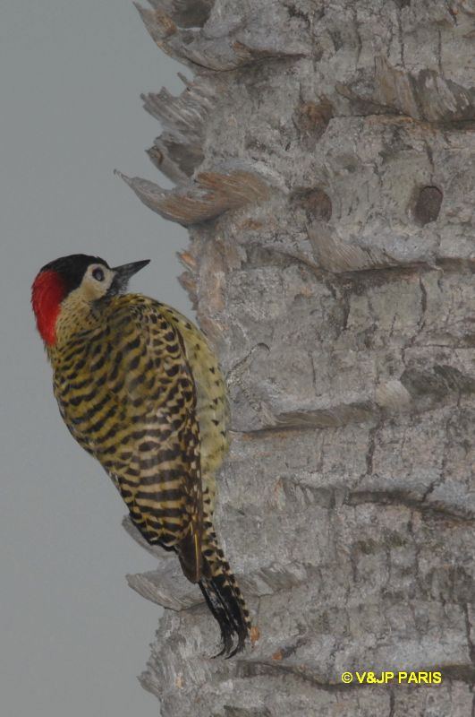 Colaptes melanochloros